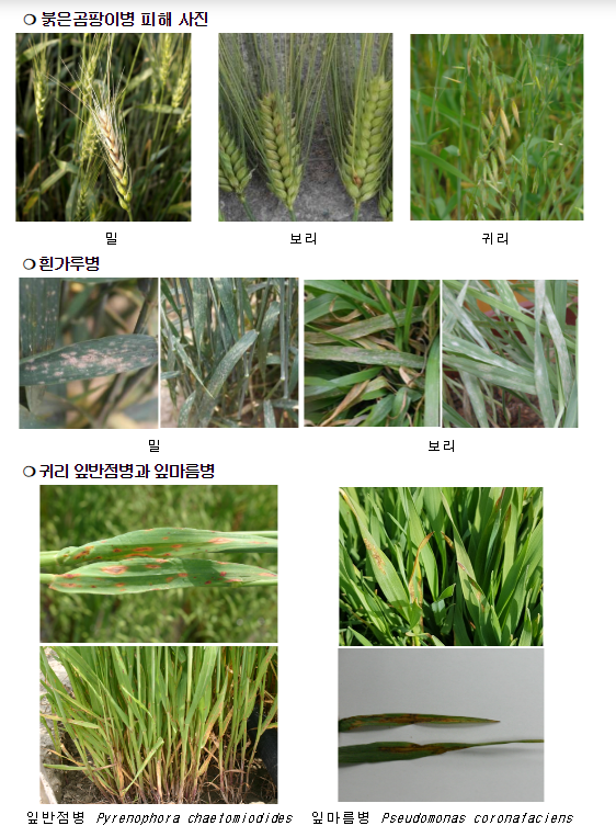봄비와 함께 오는 맥류 병해, 이렇게 대비하세요 봄비와 함께 오는 맥류 병해, 이렇게 대비하세요
