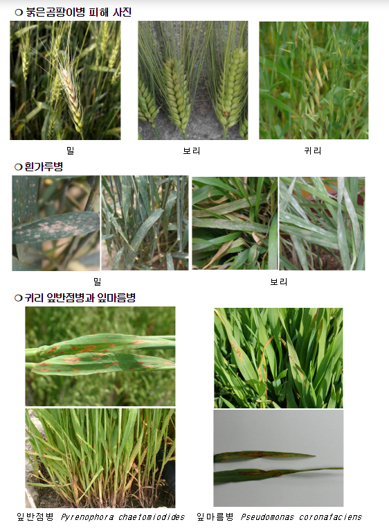 봄비와 함께 오는 맥류 병해, 이렇게 대비하세요