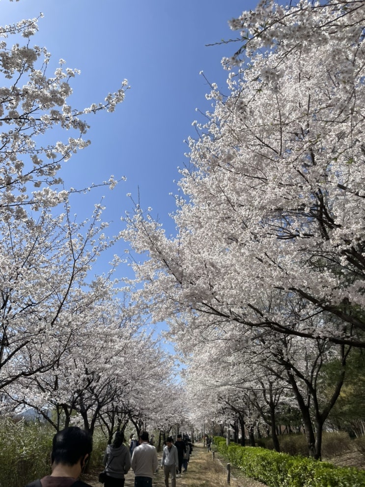  송파 벚꽃 장지천 벚꽃길