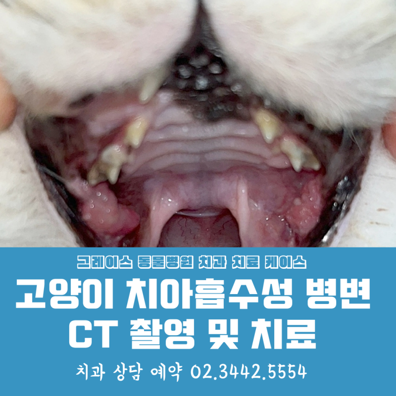 고양이 치아흡수성병변(Forl)의 Ct촬영후 치료 전략 : 네이버 블로그