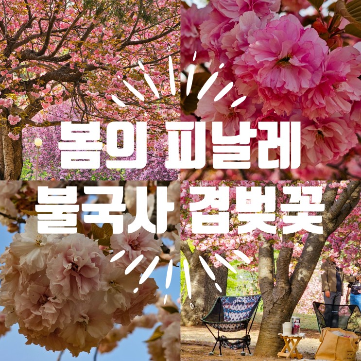 불국사 겹벚꽃 실시간 정보 경주 봄의 피날레