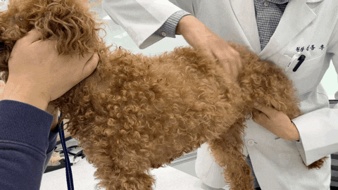 [부천 동물병원] 고강동물병원에서 강아지 고관절 레이저 치료받기 / 한 달 치 약도 처방받아 왔어요!(내돈내산 포함)