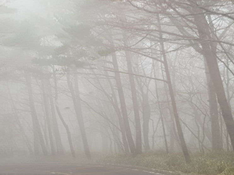  제주도 한라산 짙은 안개에 갇히다
