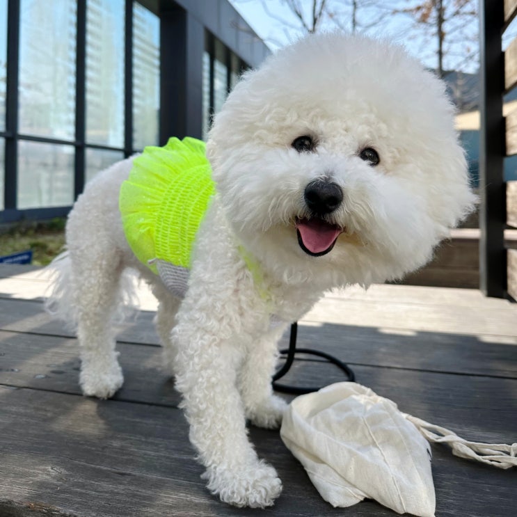  강아지가 주인을 핥는이유 보호자님이 따라핥지는 마세요