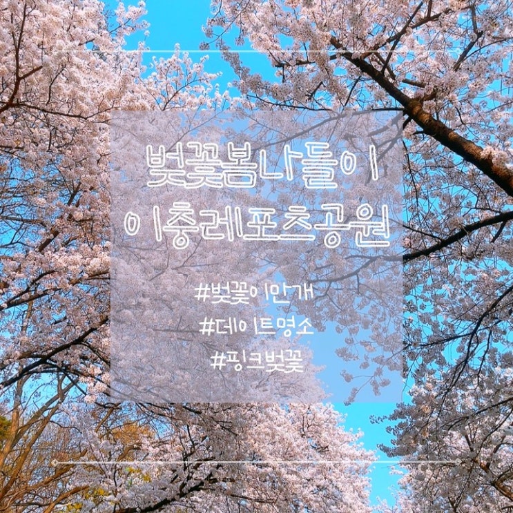  경기도 이충레포츠공원 국제대 벚꽃길 벚꽃명소 봄축제 데이트코스
