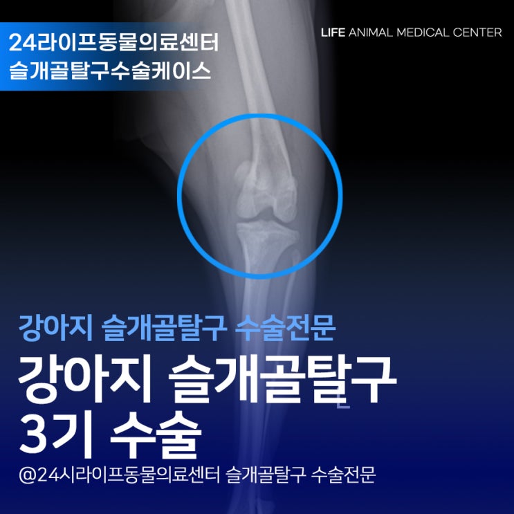 대구 강아지슬개골탈구 3기 수술 : 강아지가 뒷다리를 불편해 하는 이유