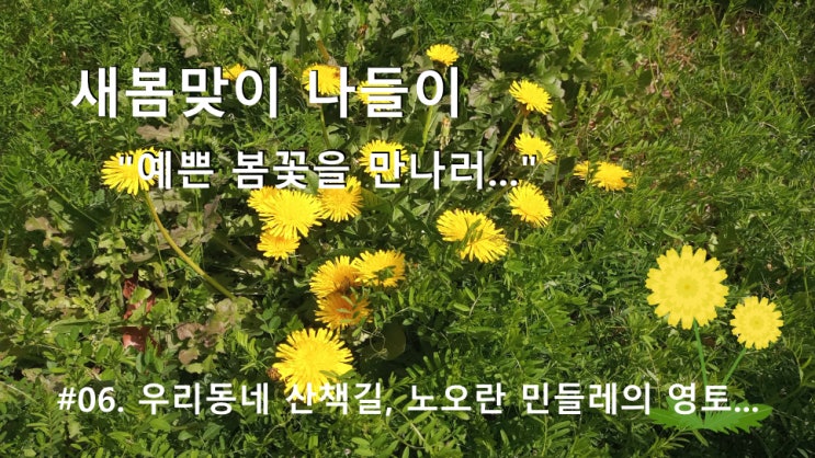 #06. 우리 동네 산책길, 노오란 민들레의 영토 #06. 우리 동네 산책길, 노오란 민들레의 영토