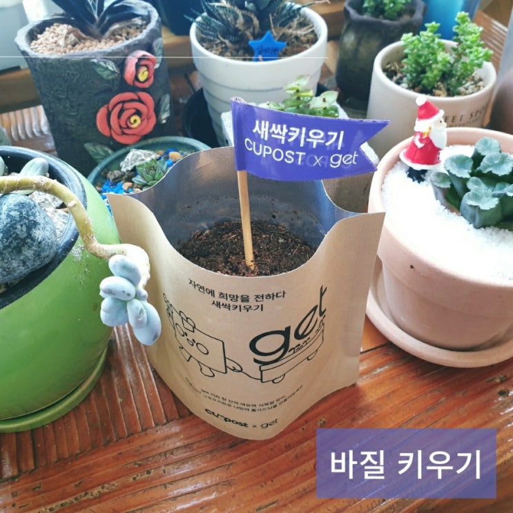  cupost 식목일 이벤트로 받은 스위트 바질키우기