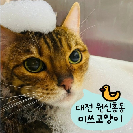 대전 고양이 미무장 뷰티 & 고양이 호텔 박사 고양이 ~~