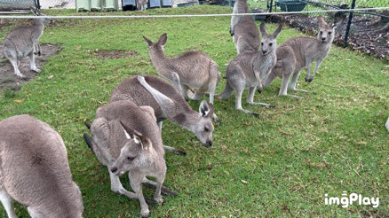 [호주 시드니 동물원] 심비오 동물원(Symbio Wildlife Park) :: 동물원보다 물놀이가 더 재미있던 동물원