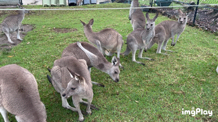  [호주 시드니 동물원] 심비오 동물원(Symbio Wildlife Park) :: 동물원보다 물놀이가 더 재미있던 동물원