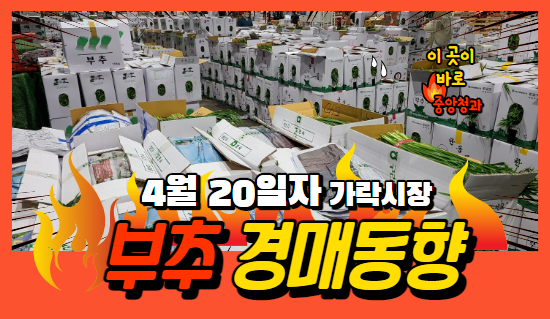  [경매사 일일보고] 4월 20일자 가락시장 부추 경매동향을 살펴보겠습니다!