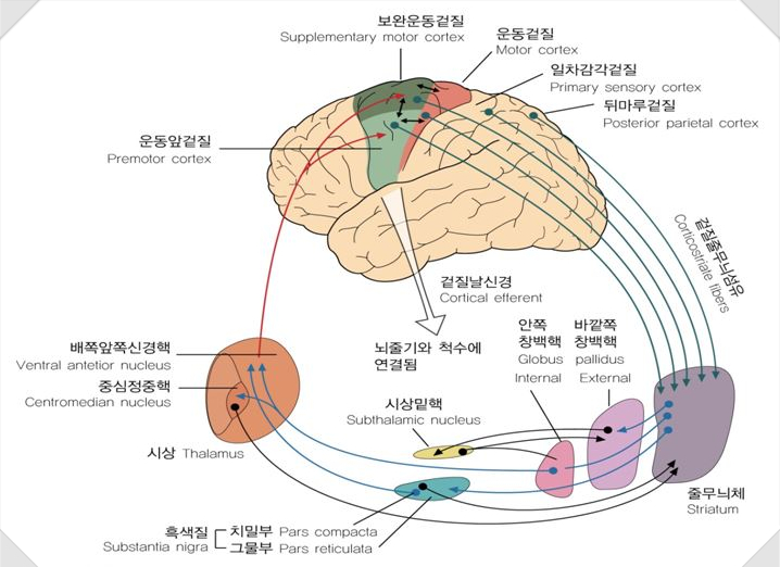 기저핵(Basal nucleus)과 선조체(Striatum) : 네이버 블로그
