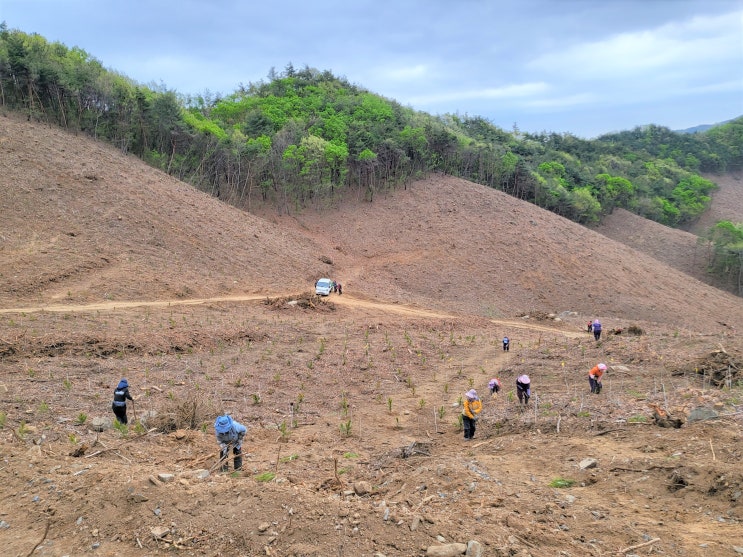 국립산림과학원, 기후변화 대응위한 '테다소나무' 시험림 조성