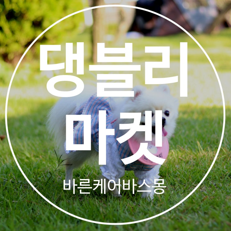  강아지 봄나들이  댕블리마켓 페스티벌로 떠나요