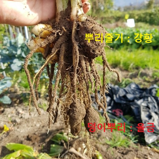  [성수한약국] 약식동원! 잘 드시면 건강해져요