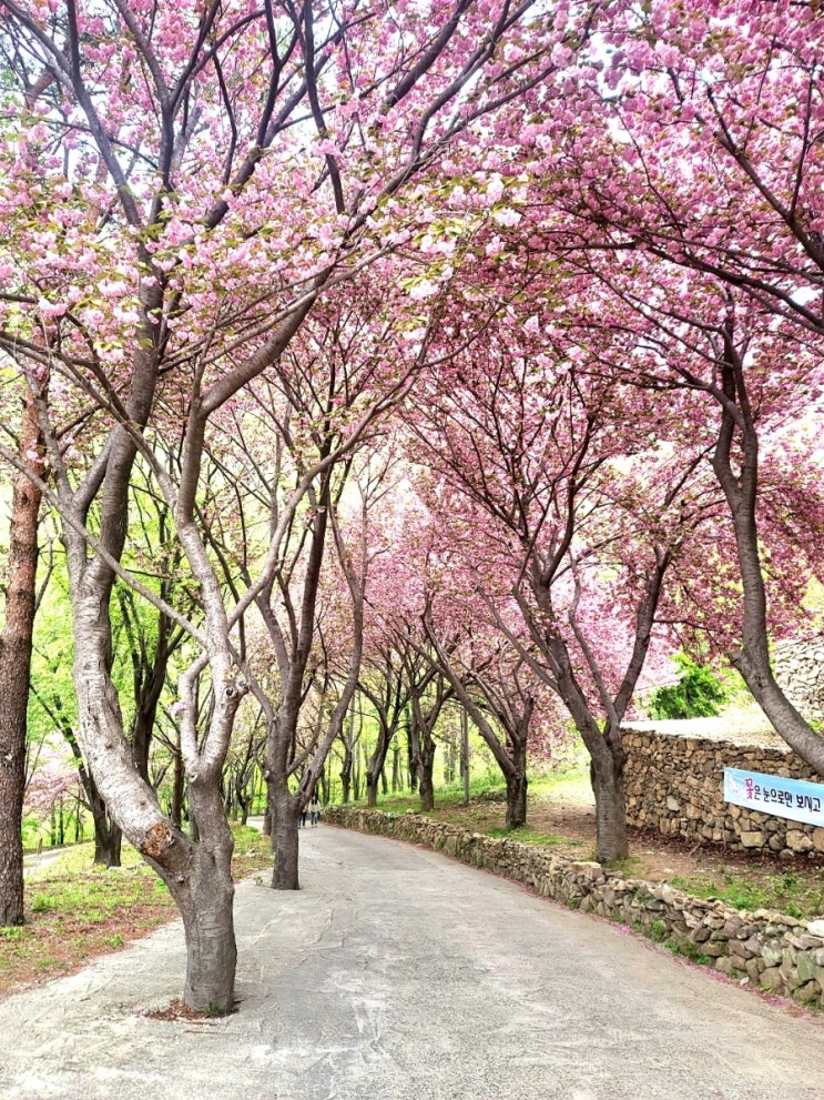  겹벗꽂 - 봄나들이, 봄꽃, 꽃향기, 계절의 전령사, 꽃향기, 벗꽃 만발