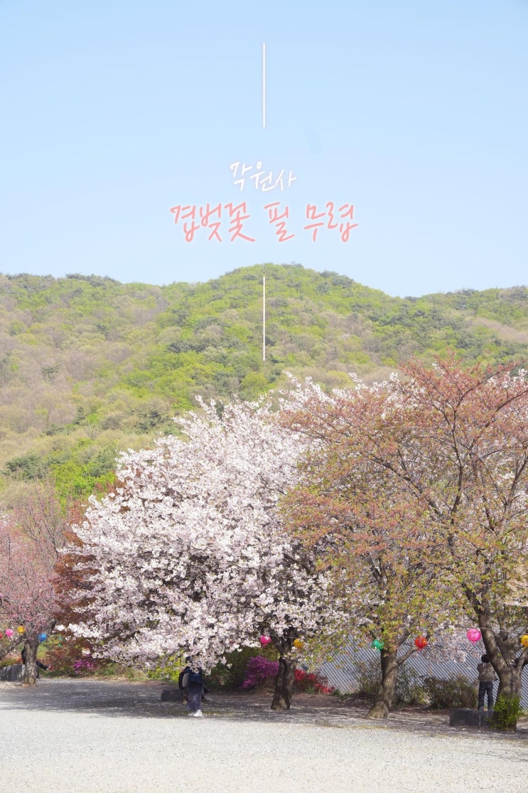 천안 가볼만한곳 각원사 겹벚꽃 필 무렵 | 천안시청페이스북
