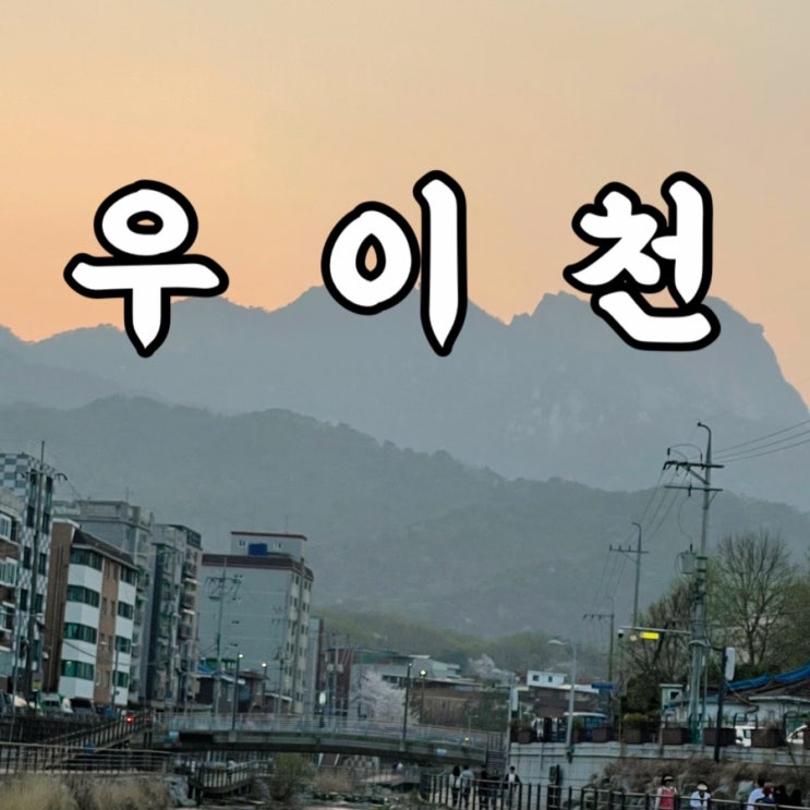  우이천 청둥오리 원앙 볼 수 있는 서울벚꽃명소