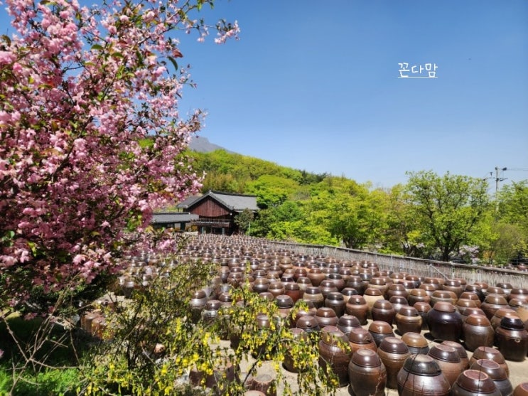  양산 통도사 서운암 들꽃축제 꽃구경하며 기분전환하기
