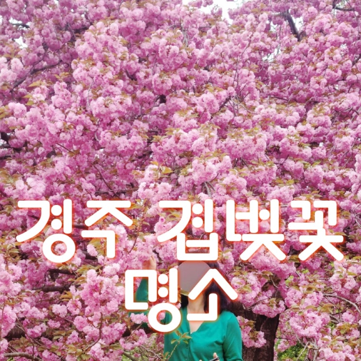  경주 겹벚꽃 명소 불국사, 진평왕릉 둑방길 만개 주차장, 포토존 팁