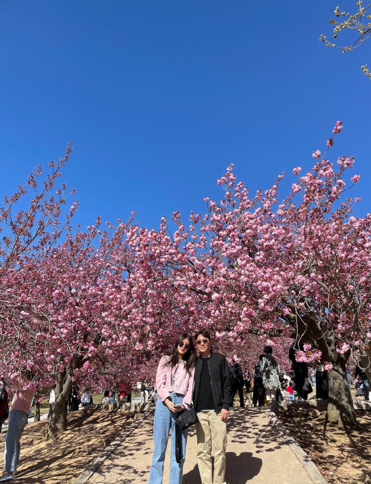  경주 불국사 겹벚꽃 석굴암까지 천년의 역사 수학여행