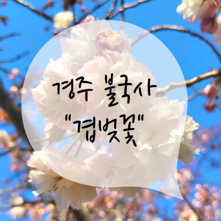 경주 불국사 겹벚꽃 실시간 & 개화시기, 주차 tip