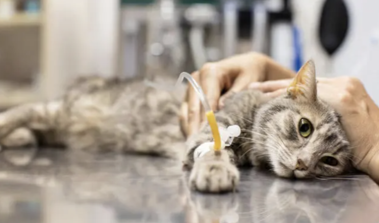  고양이 췌장염::원인 증상 설사...완치 약 습식 사료 영양제 급성 만성 검사 수치 치료비 OGUO