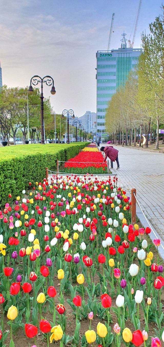 안양 평촌 중앙공원 튤립 공원, 꽃화단, 도심속 꽂공원