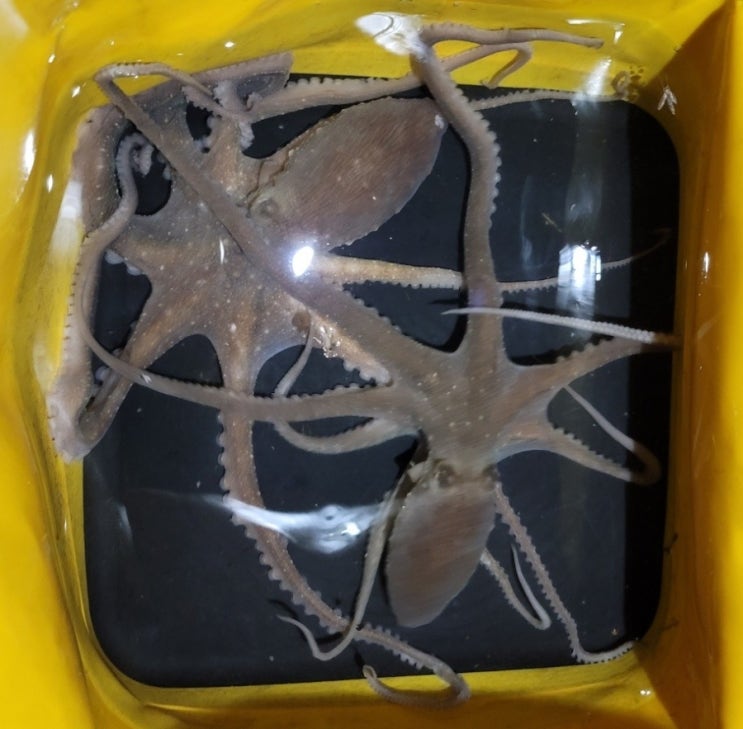  시화방조제 낙지낚시 재도전!!!