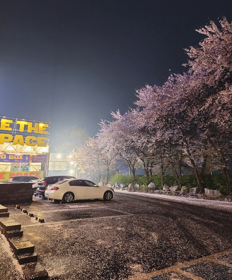  [경기/파주] 미술관같은 파주대형카페, 콰트로박스 Review (내돈내산/벚꽃끝물)