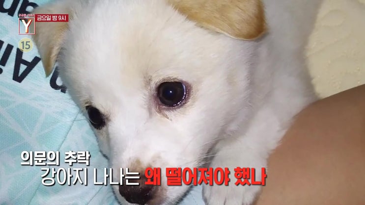 21층 아파트 강아지 나나 추락사, 범인 궁금한이야기Y 21층 아파트 강아지 나나 추락사, 범인 궁금한이야기Y