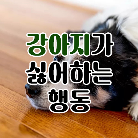  강아지가 싫어하는 행동