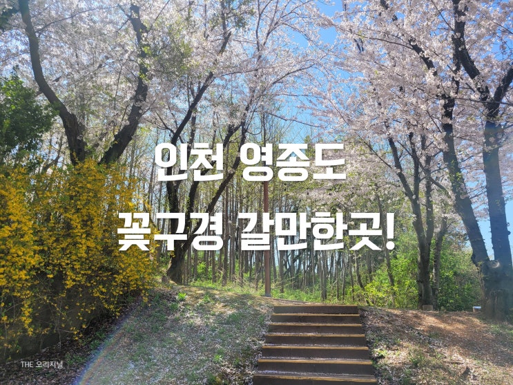  영종도 꽃구경 갈만한곳! (ft. 영종둘레길, 씨사이드 레일바이크)