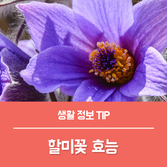  할미꽃 효능 베스트 6, 부작용 할미꽃 차 먹는법