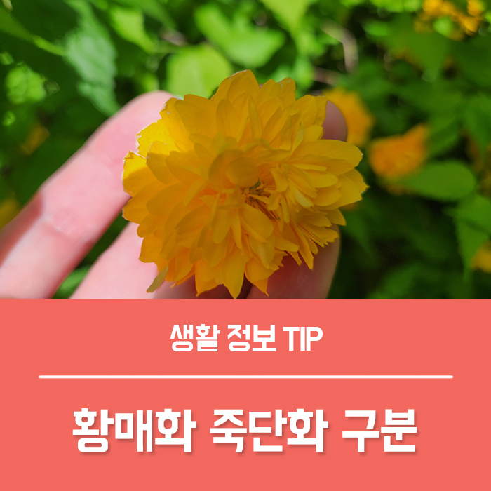  황매화 꽃말 황겹매화 (죽단화) 구분