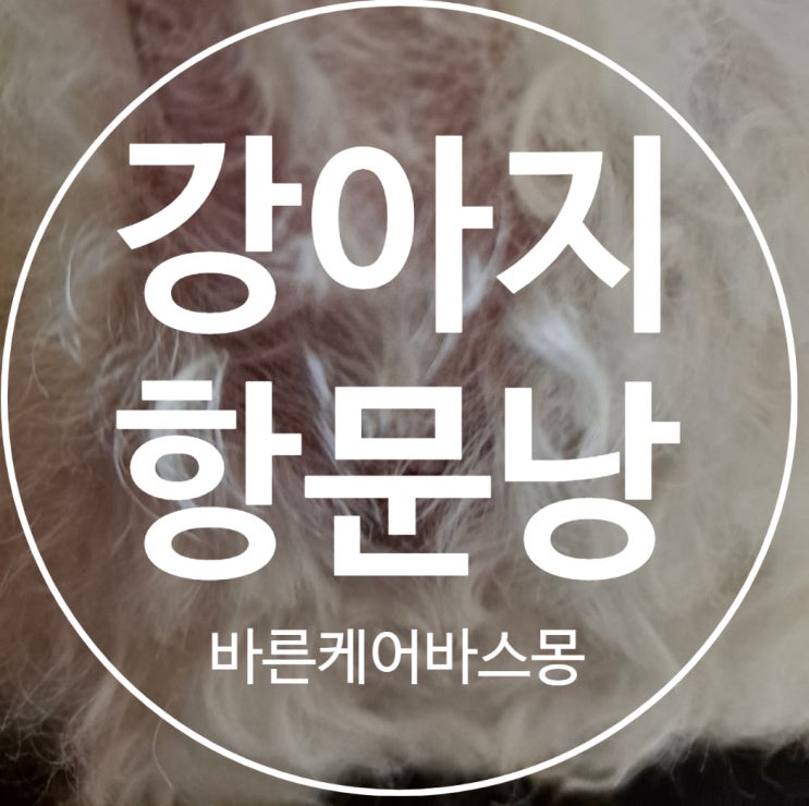  강아지 항문낭 관리하고 계시나요??