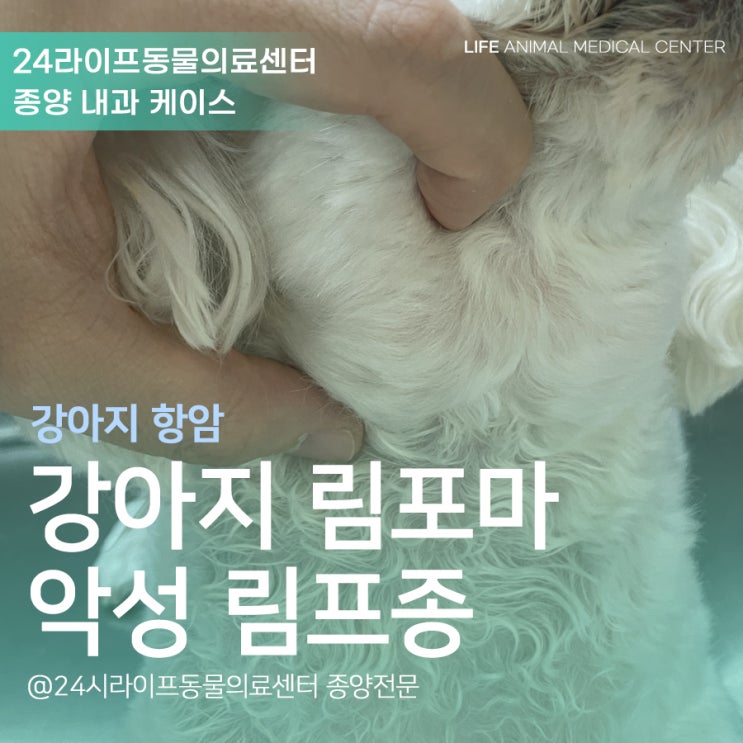 대구 강아지항암 동물병원 : 강아지 림포마 악성림프종 항암치료
