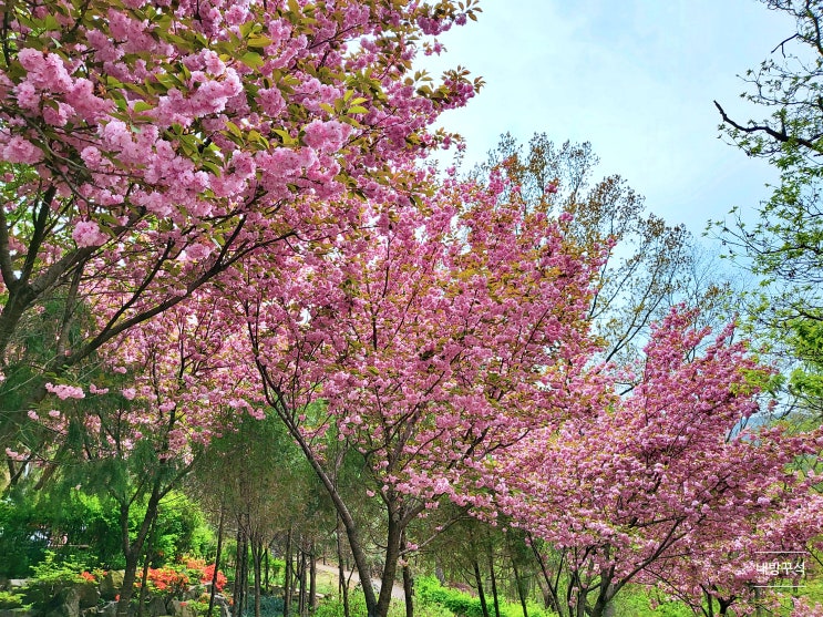[대구] 대구 겹벚꽃 명소 수성구 진밭골 달서구 월곡역사공원