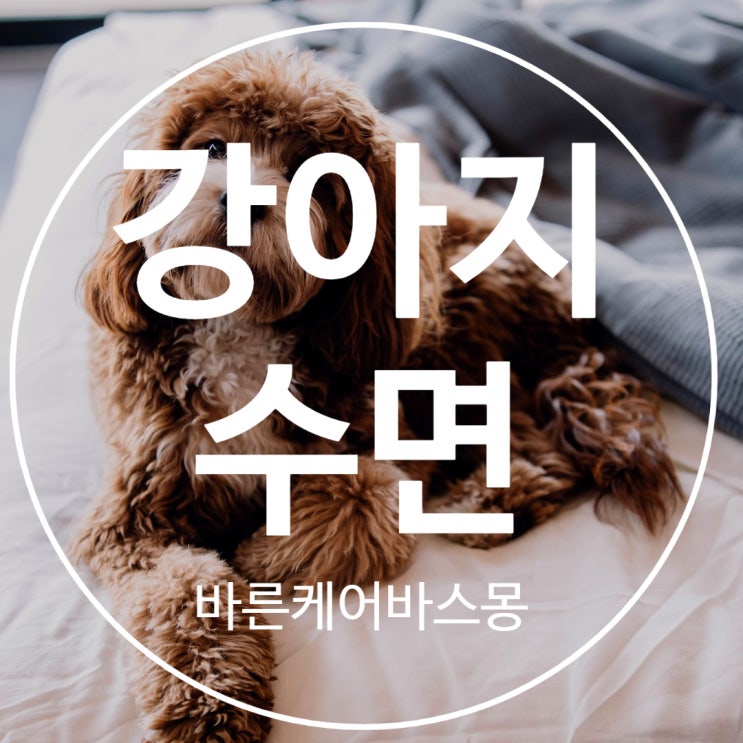  강아지 수면 자세로 알아보는 심리 상태