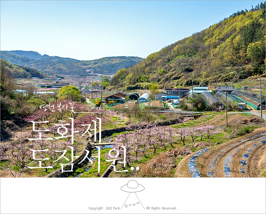 도화제 사진 2
