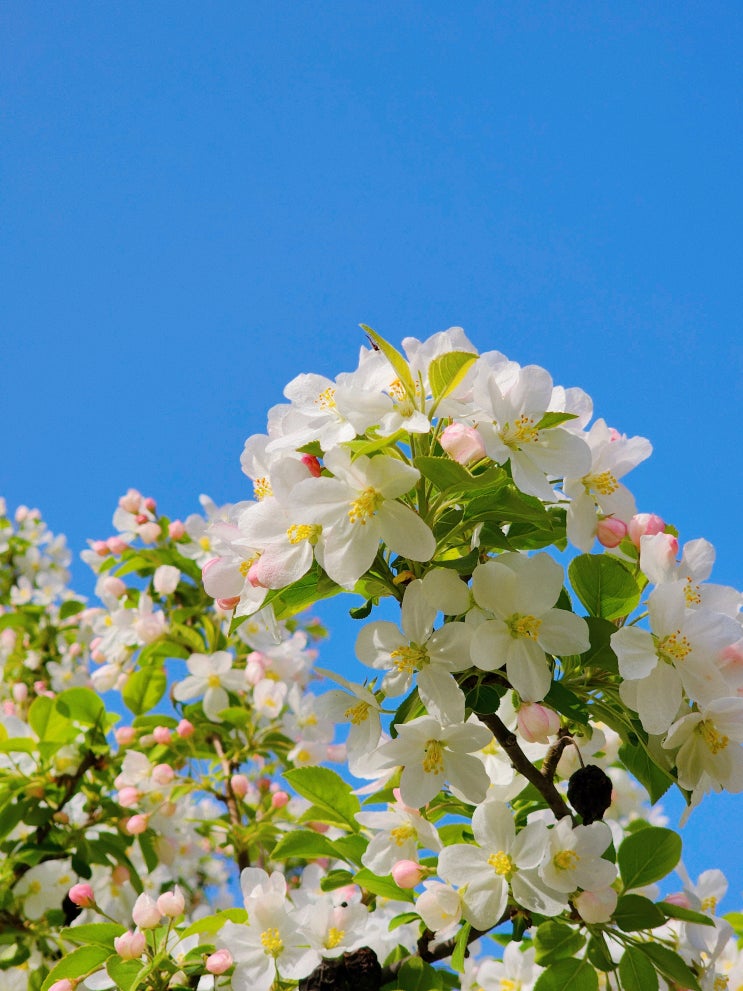 봄꽃 나들이, 일산 호수공원 튤립, 조팝나무, 아기사과꽃 감성사진 기록