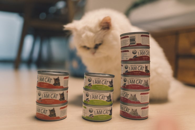 고양이습식사료 고양이캔 아이엠캣 장건간 유산균 캔 후기