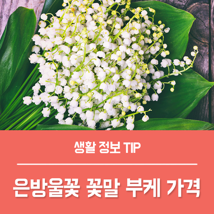  은방울꽃 부케 가격, 은방울꽃 꽃말 독일 은방울꽃 차이 총정리!