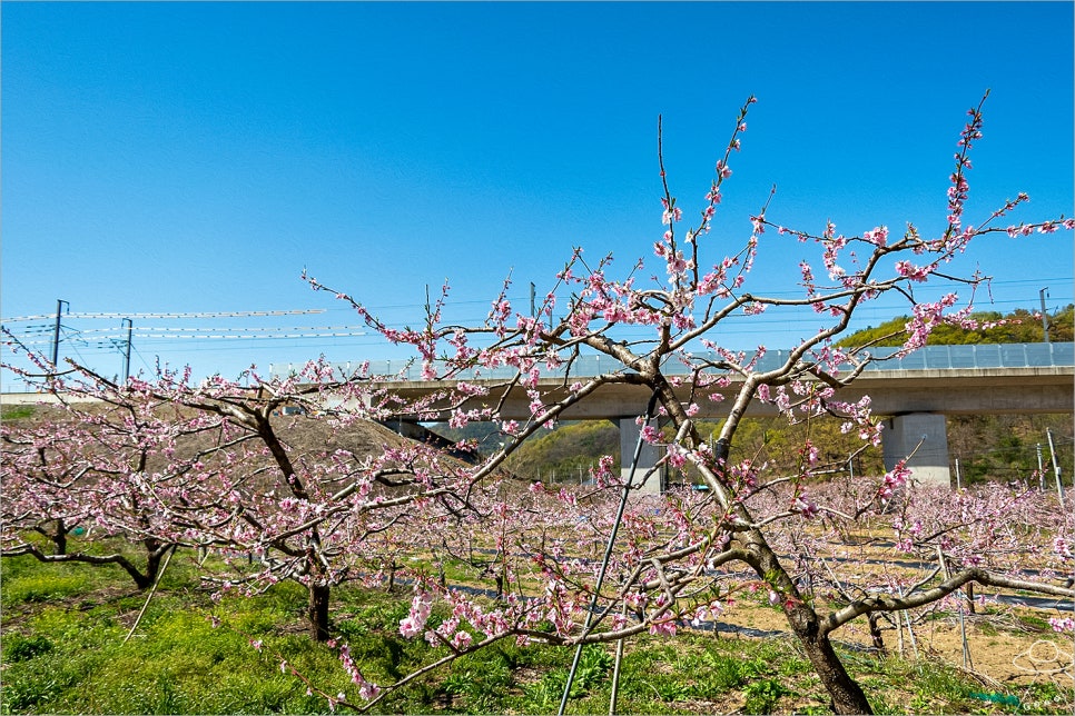 도화제 사진 7