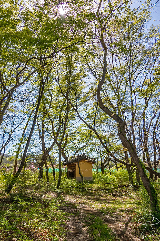 도화제 사진 3