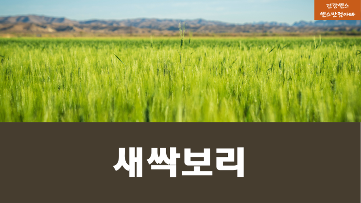  보리씨앗 발아시켜 만든 슈퍼푸드 새싹보리 고르는 방법 효능 부작용 알고드세요