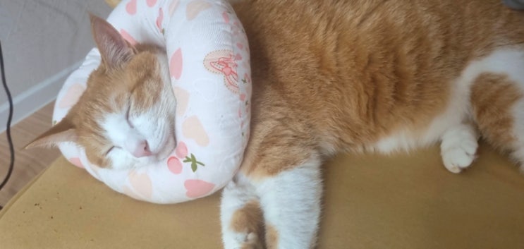 고양이 넥카라는 베개로 쓰는, 저작권 없는 고양이 사진