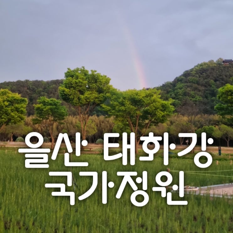  울산 태화강 국가정원 산책로 노을보며 걸어요.