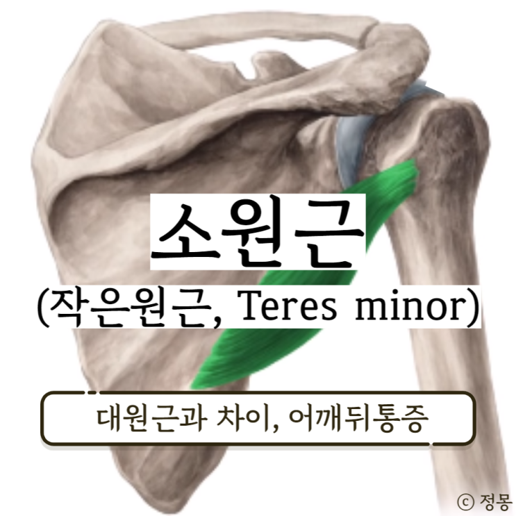 대원근 소원근 통증 예방 스트레칭 작은원근 위치 기능 (Teres minor) 대원근 소원근 통증 예방 스트레칭 작은원근 위치 기능 (Teres minor)